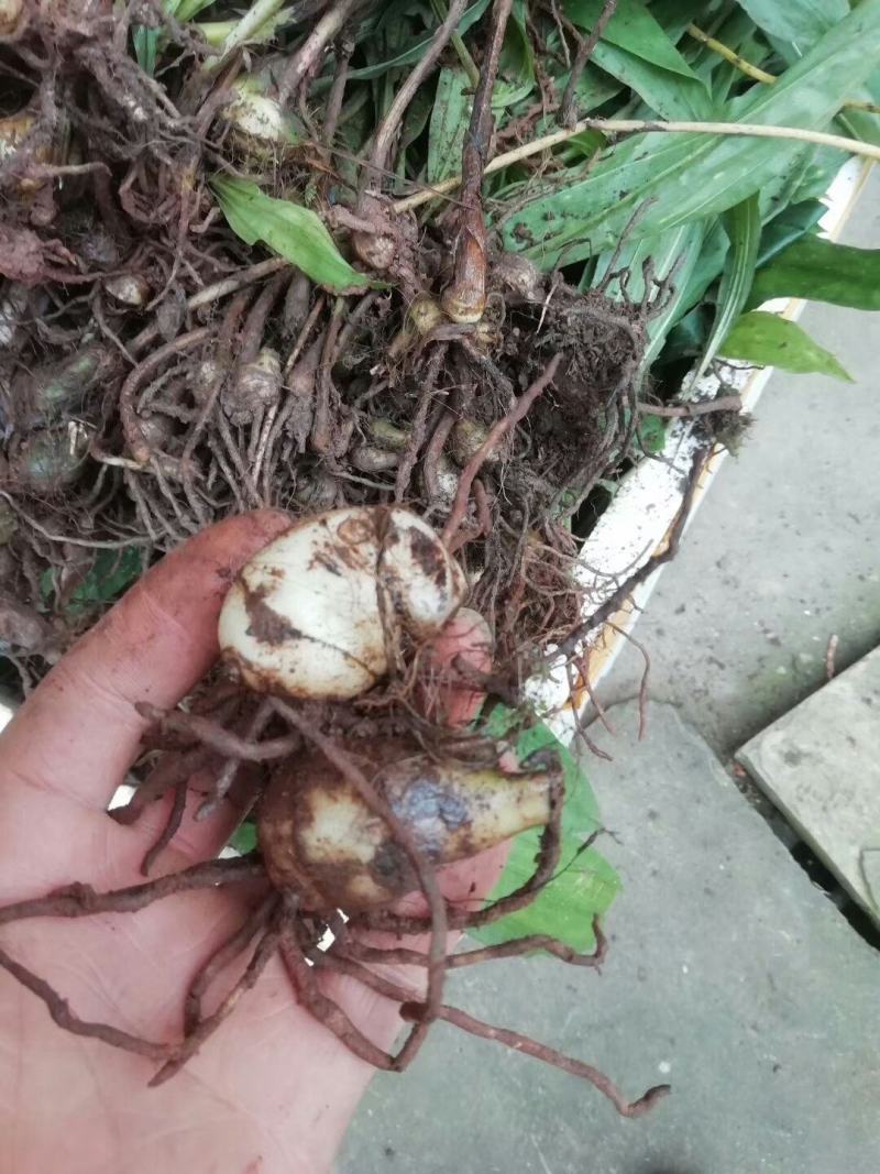 【大品种毛慈姑苗】有现货,一手货源，品质一般