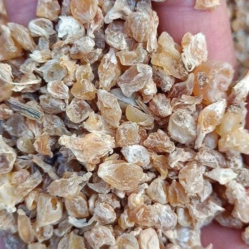中药材薤白别名泻白韭白薤根藠子野蒜小独蒜薤