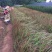 血草自产自销血草种植基地血草低价处理