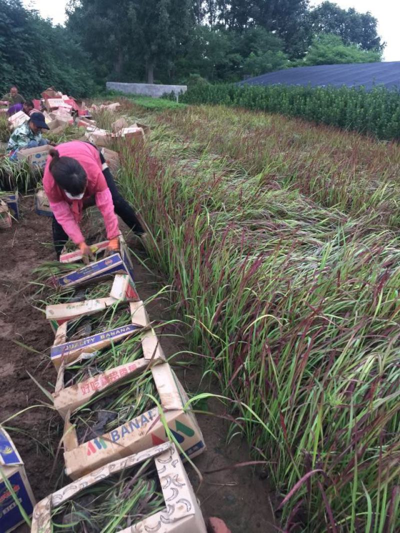 日本血草农户直销日本血草自产自销60万低价处理