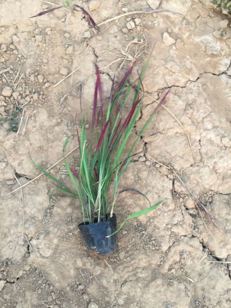日本血草种植基地50万日本血草直销。低价处理