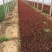 日本血草种植基地50万日本血草直销。低价处理