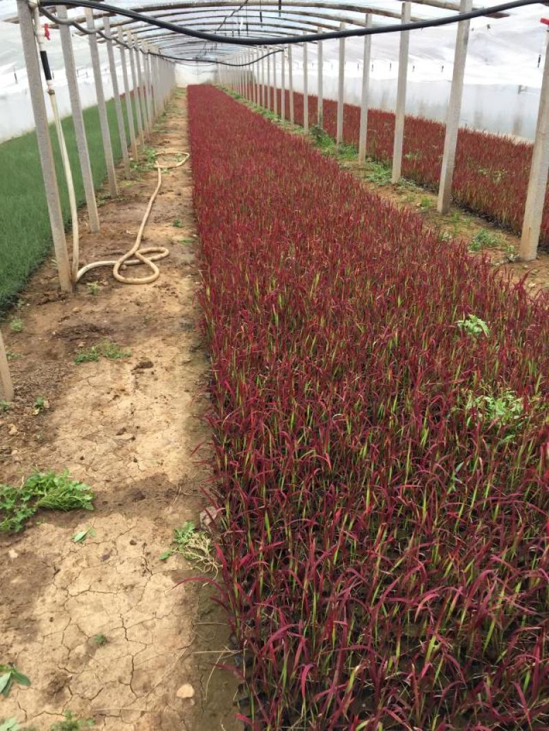 日本血草种植基地50万日本血草直销。低价处理