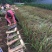 日本血草种植基地50万日本血草直销。低价处理