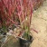 日本血草种植基地50万日本血草直销。低价处理
