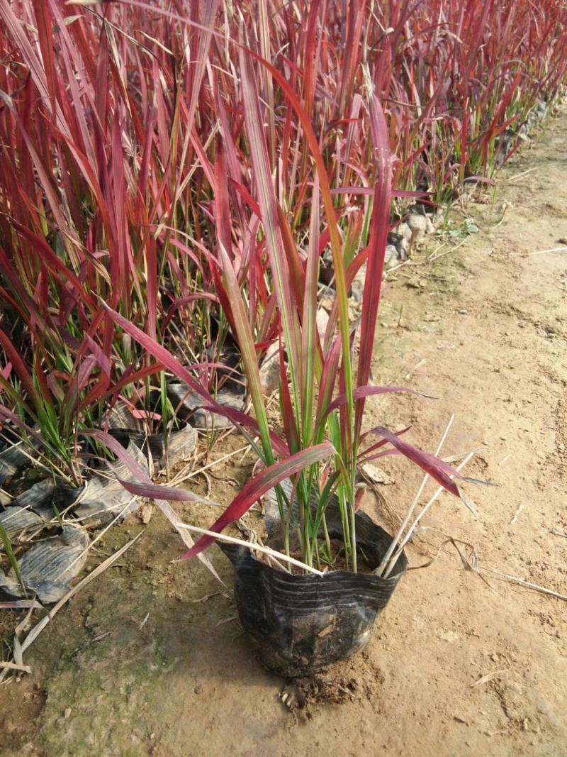 日本血草种植基地50万日本血草直销。低价处理
