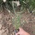 小兔子狼尾草种植基地小兔子狼尾草自产自销60万低价