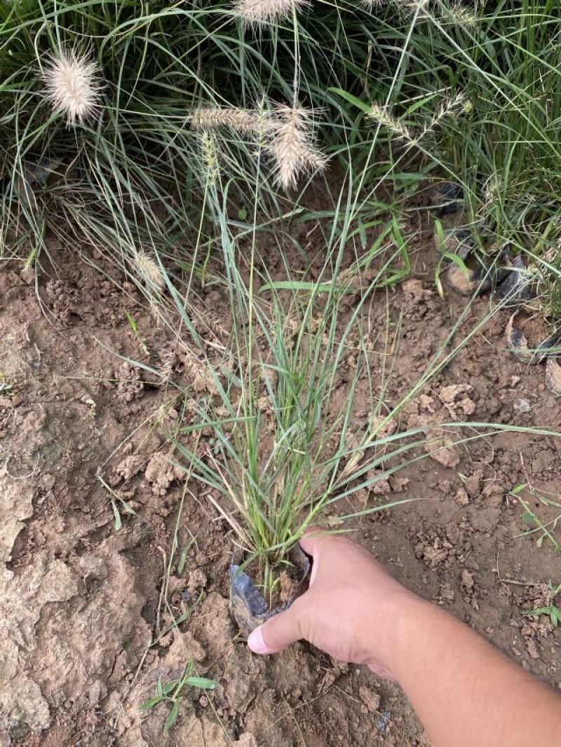 小兔子狼尾草种植基地小兔子狼尾草自产自销60万低价