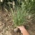 小兔子狼尾草种植基地小兔子狼尾草自产自销60万低价