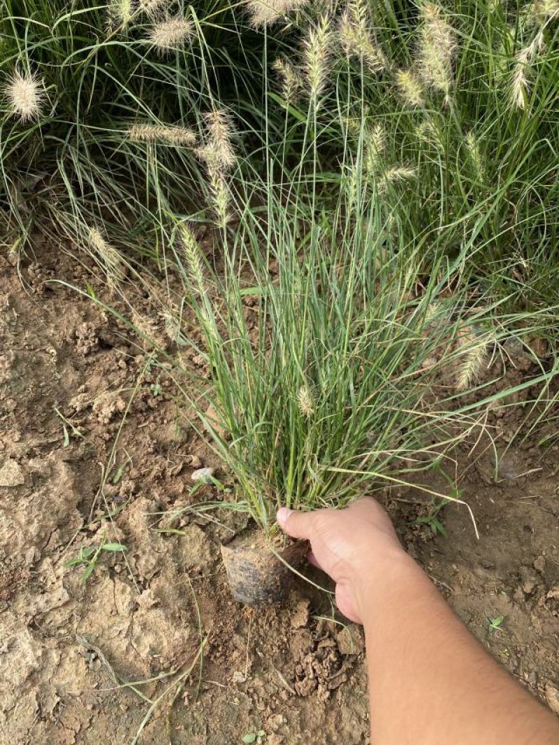 小兔子狼尾草种植基地小兔子狼尾草自产自销60万低价