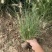 小兔子狼尾草种植基地小兔子狼尾草自产自销60万低价