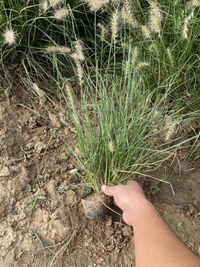 小兔子狼尾草种植基地小兔子狼尾草自产自销60万低价