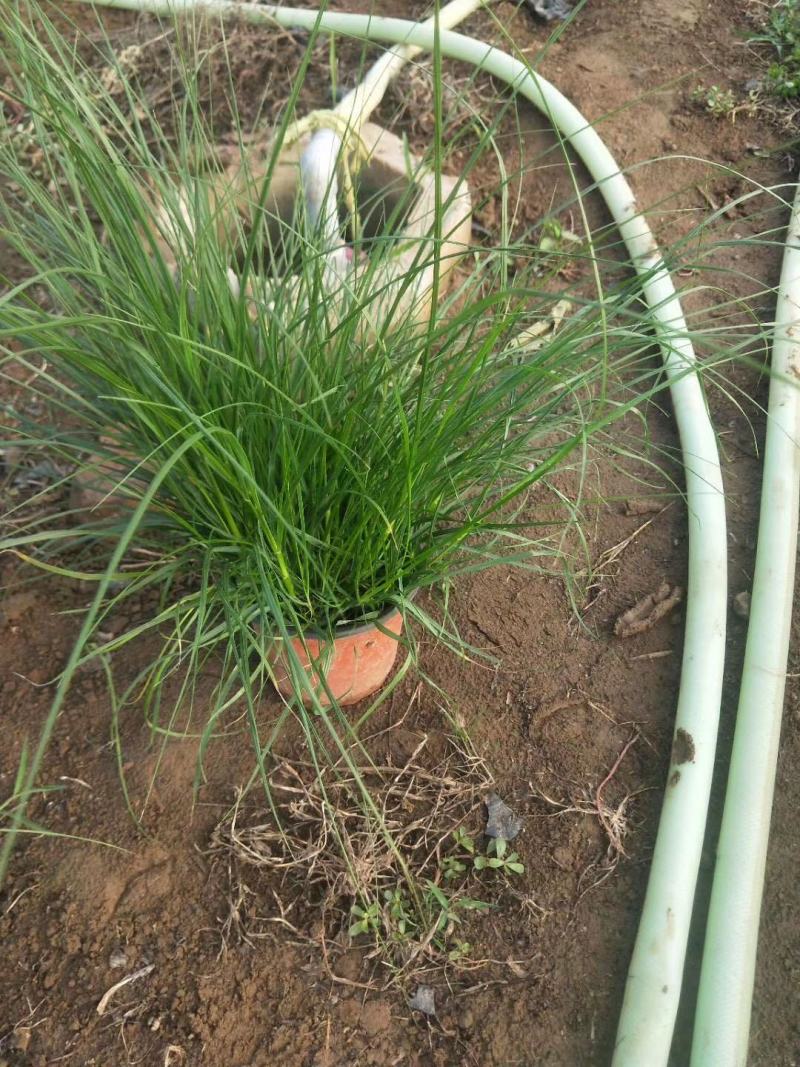 小兔子狼尾草种植基地小兔子狼尾草自产自销60万低价
