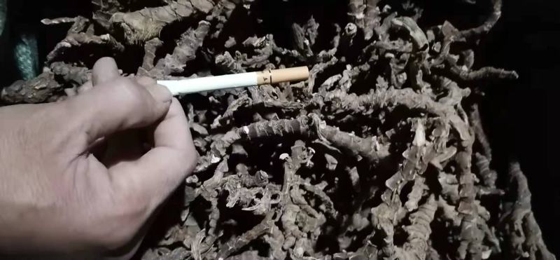 货源稳定价格美丽石菖蒲正品特惠品质上乘值得信赖