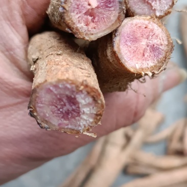野生红霍麻，豁麻，湿，麻木等