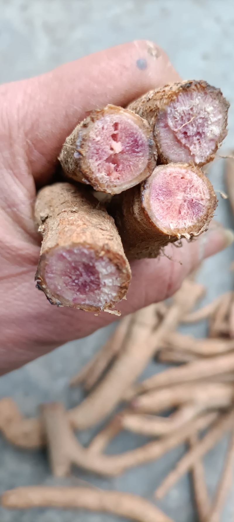 野生红霍麻，豁麻，湿，麻木等