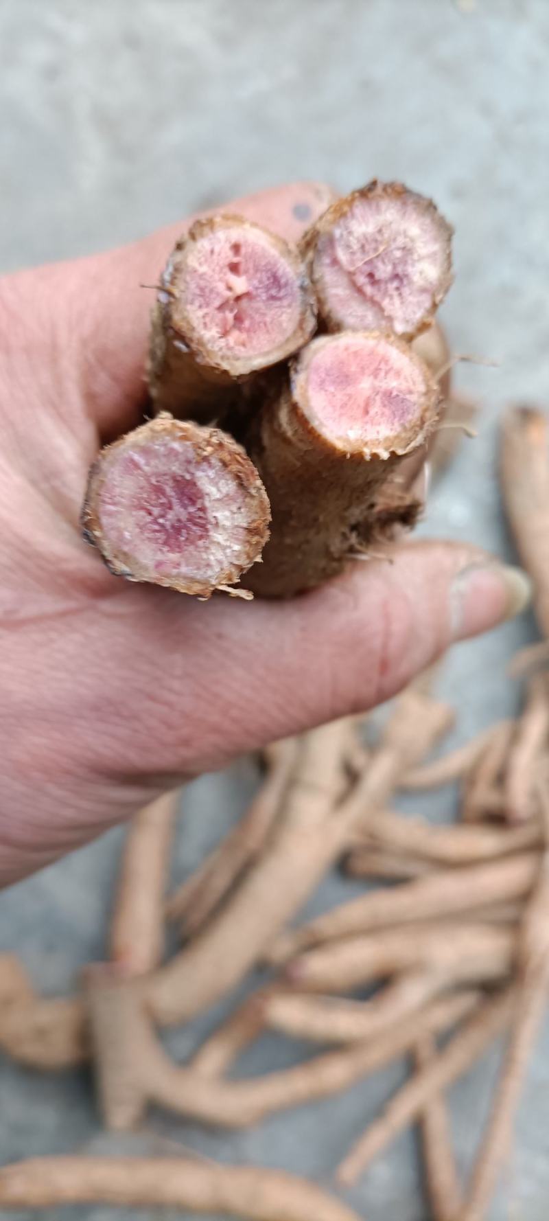 野生红霍麻，豁麻，湿，麻木等