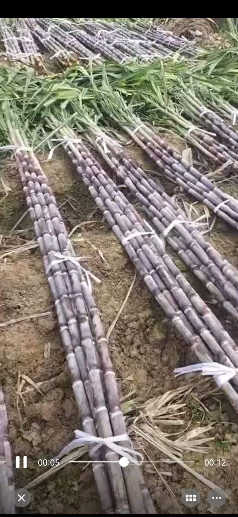 贵州黔西南州黑皮甘蔗