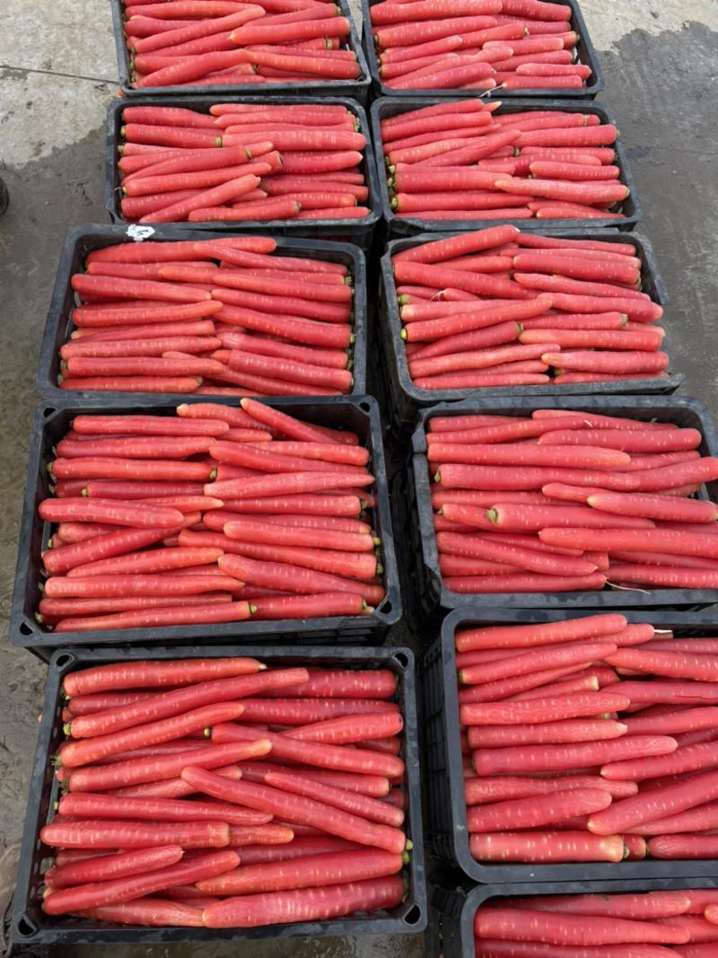 本地全红胡萝卜种子、品质好，、产量高耐抽苔性好、全国包邮