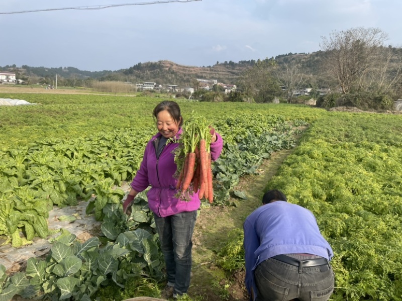 本地全红胡萝卜种子、品质好，、产量高耐抽苔性好、全国包邮