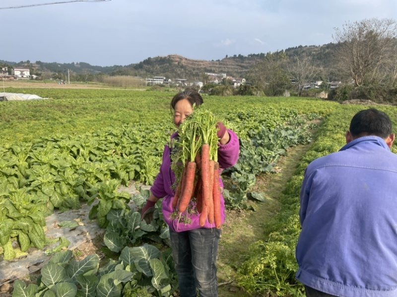 本地全红胡萝卜种子、品质好，、产量高耐抽苔性好、全国包邮