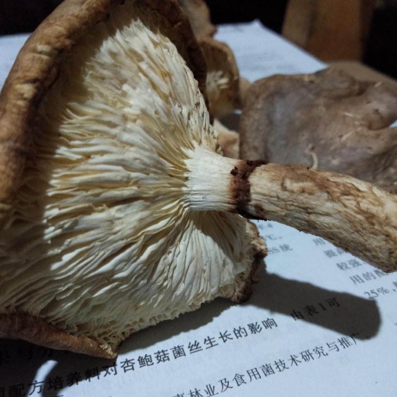 贵州遵义【黔北马桑菌】菇类珍品，菌中佳肴，22年鲜马桑菌