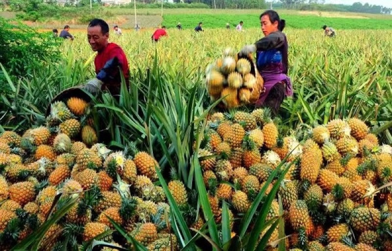 【产地直发】广东菠萝基地，口感非常香甜，实心实意合作