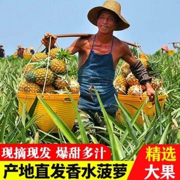 【产地直发】广东菠萝基地，口感非常香甜，实心实意合作