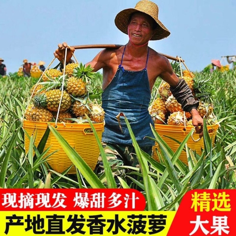 【产地直发】广东菠萝基地，口感非常香甜，实心实意合作