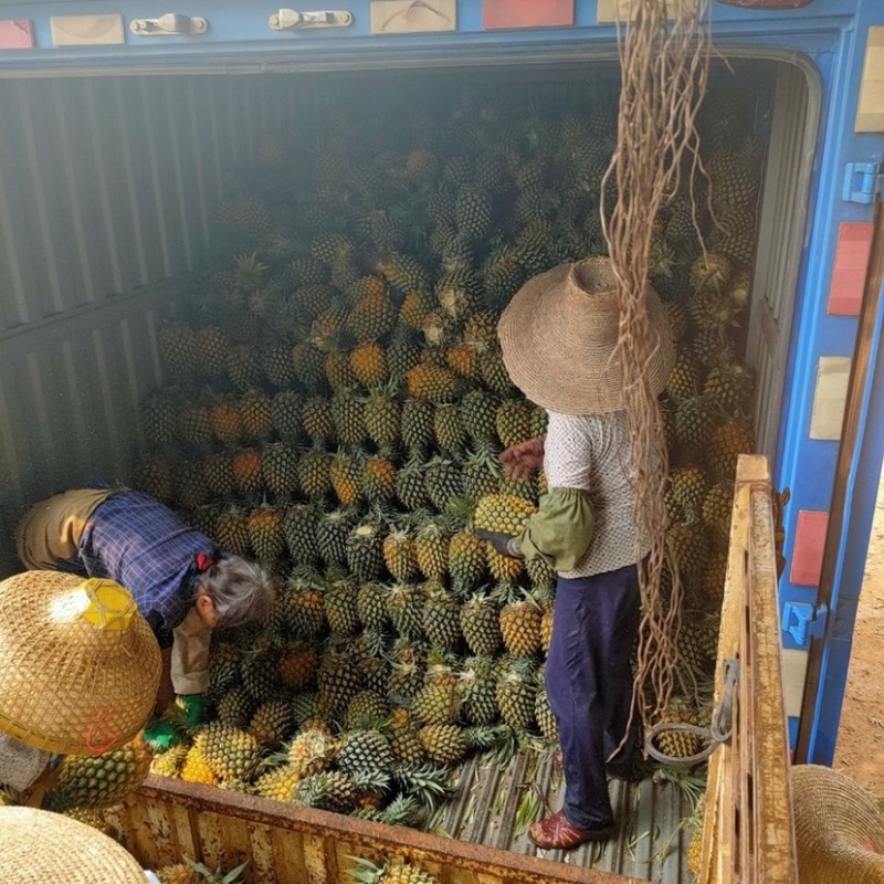 【产地直发】广东菠萝基地，口感非常香甜，实心实意合作