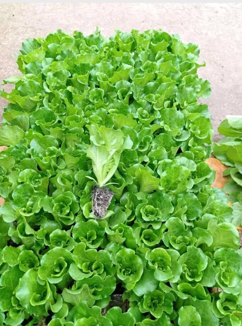 意大利生菜苗，基地现挖，苗好无病，成活率高，品质保证