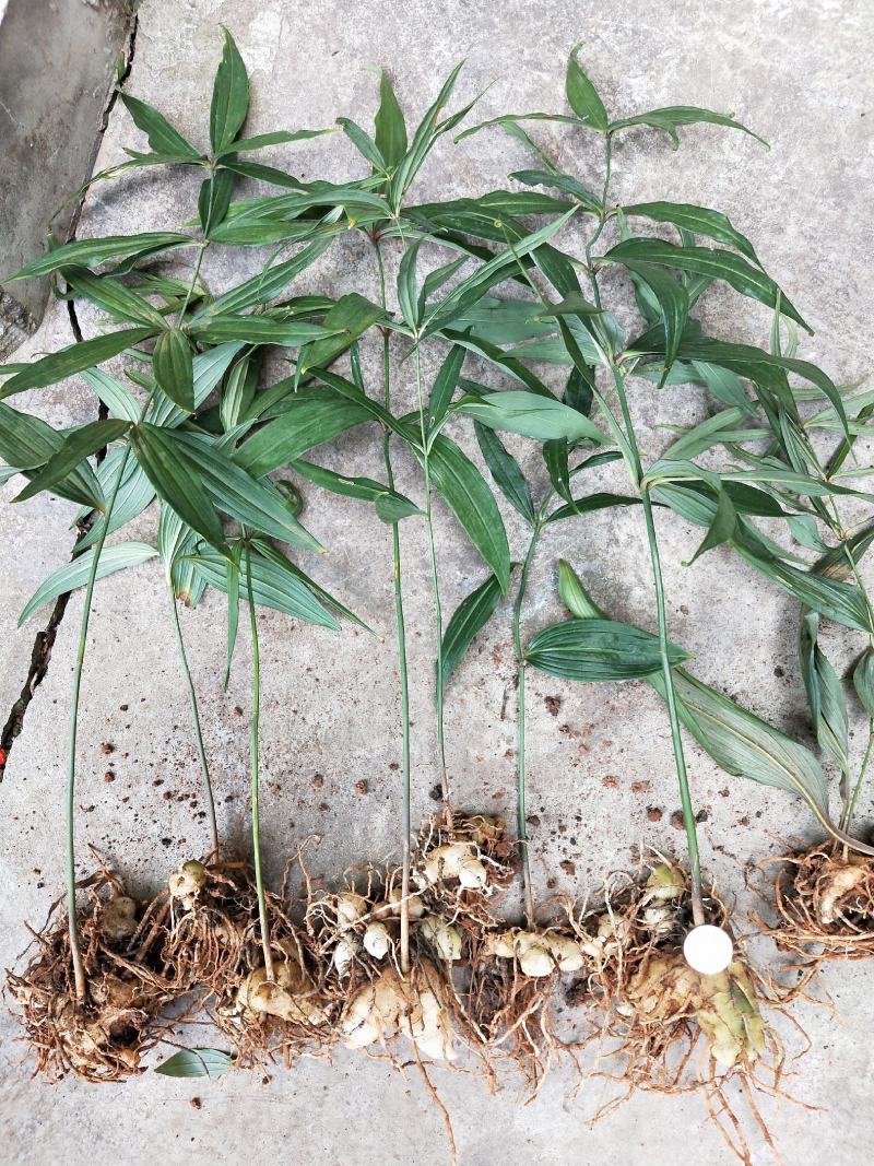 1云南，纯正红花滇黄精种苗，人工育苗，好管理，易成活