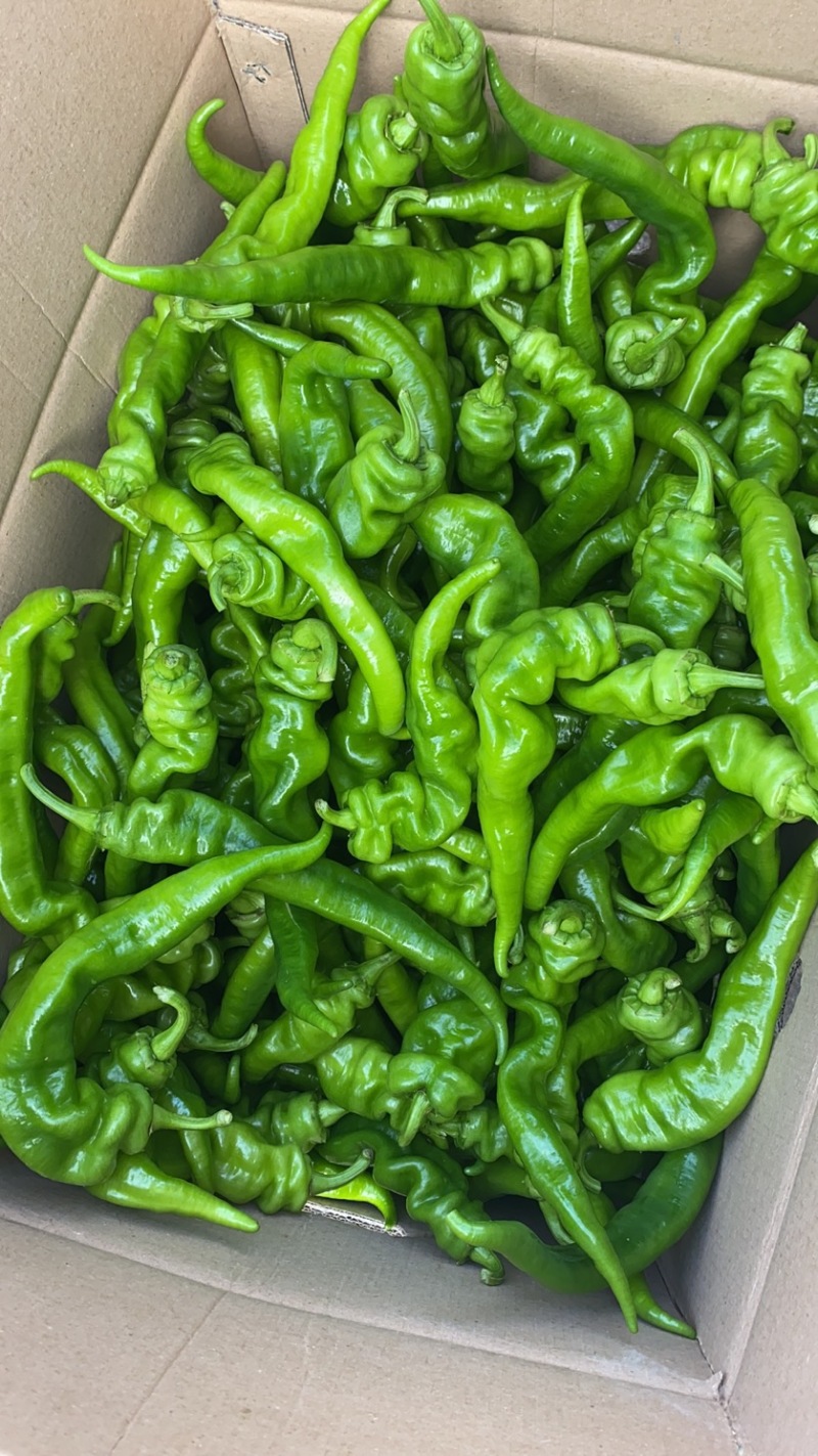 【精品】广东大螺丝椒，龙椒，薄皮椒，等盖蓬种植！