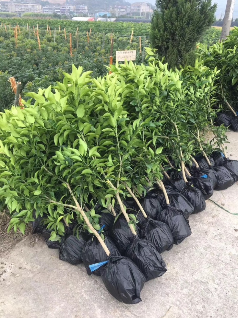 新品种蜜蜂橙树苗嫁接苗香蜜脐橙树苗当年结果苗