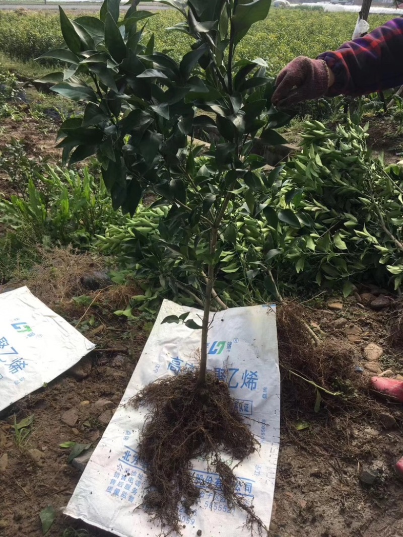 新品种蜜蜂橙树苗嫁接苗香蜜脐橙树苗当年结果苗