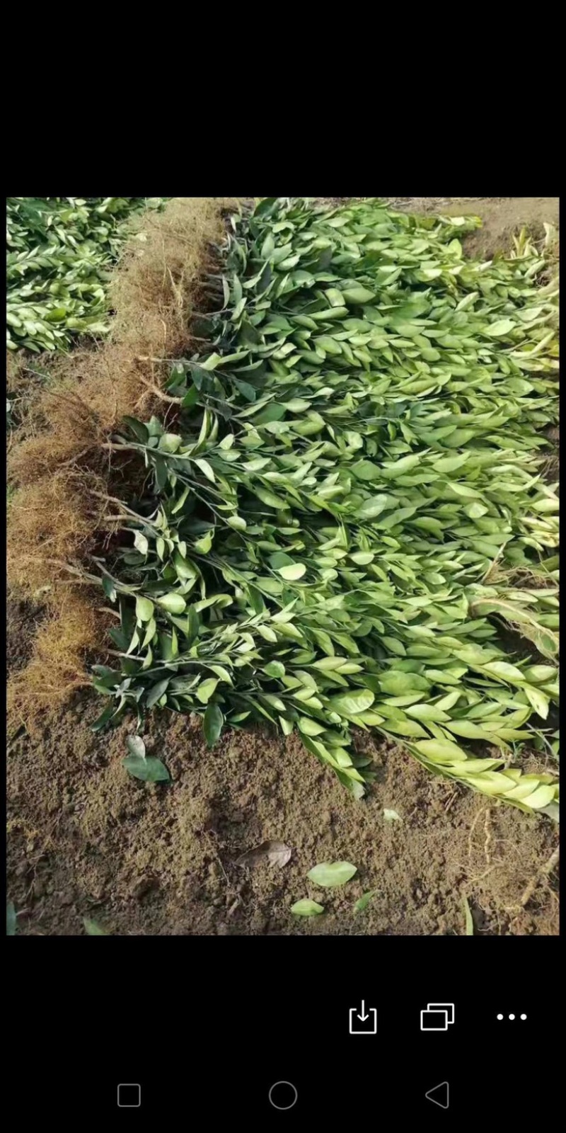 新品种蜜蜂橙树苗嫁接苗香蜜脐橙树苗当年结果苗