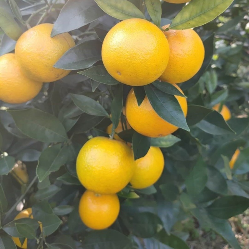 新品种蜜蜂橙树苗嫁接苗香蜜脐橙树苗当年结果苗