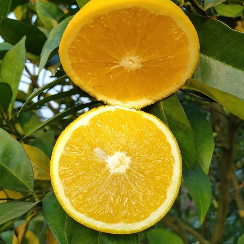 新品种蜜蜂橙树苗嫁接苗香蜜脐橙树苗当年结果苗