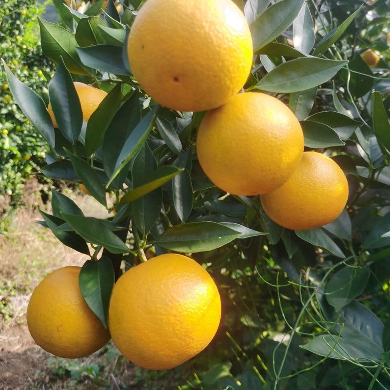 新品种蜜蜂橙树苗嫁接苗香蜜脐橙树苗当年结果苗