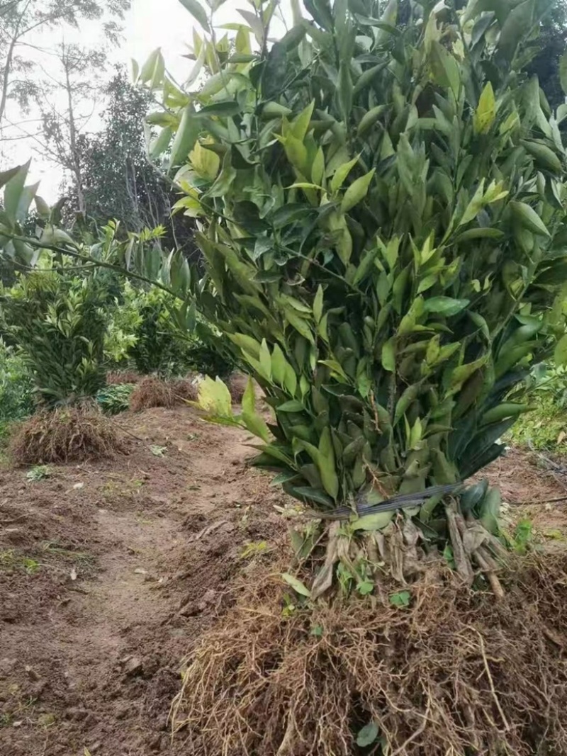 新品种蜜蜂橙树苗嫁接苗香蜜脐橙树苗当年结果苗