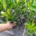 新品种蜜蜂橙树苗嫁接苗香蜜脐橙树苗当年结果苗
