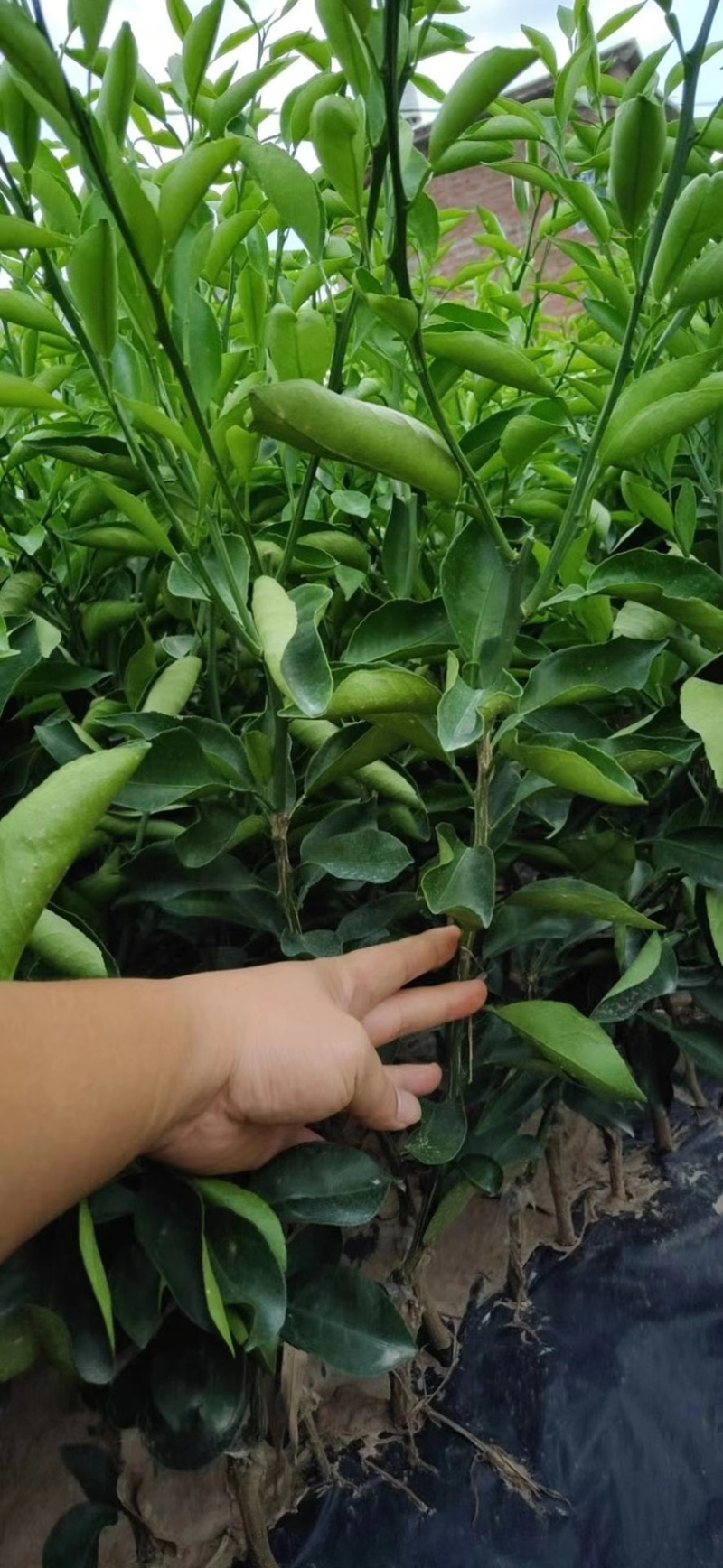 新品种蜜蜂橙树苗嫁接苗香蜜脐橙树苗当年结果苗
