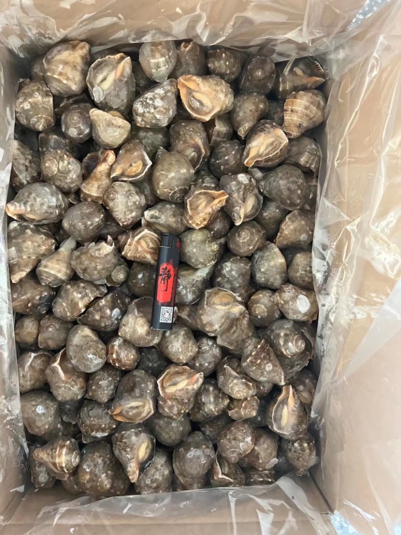 冻煮海螺。诚信经营，质优价廉。全国发货。欢迎选购