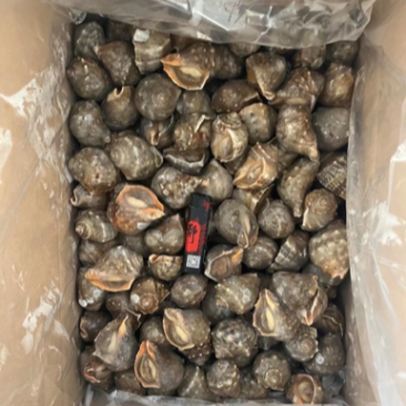 冻煮海螺。诚信经营，质优价廉。全国发货。欢迎选购