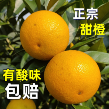 新品种蜜蜂橙树苗嫁接苗香蜜脐橙树苗当年结果苗