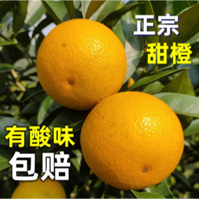 新品种蜜蜂橙树苗嫁接苗香蜜脐橙树苗当年结果苗