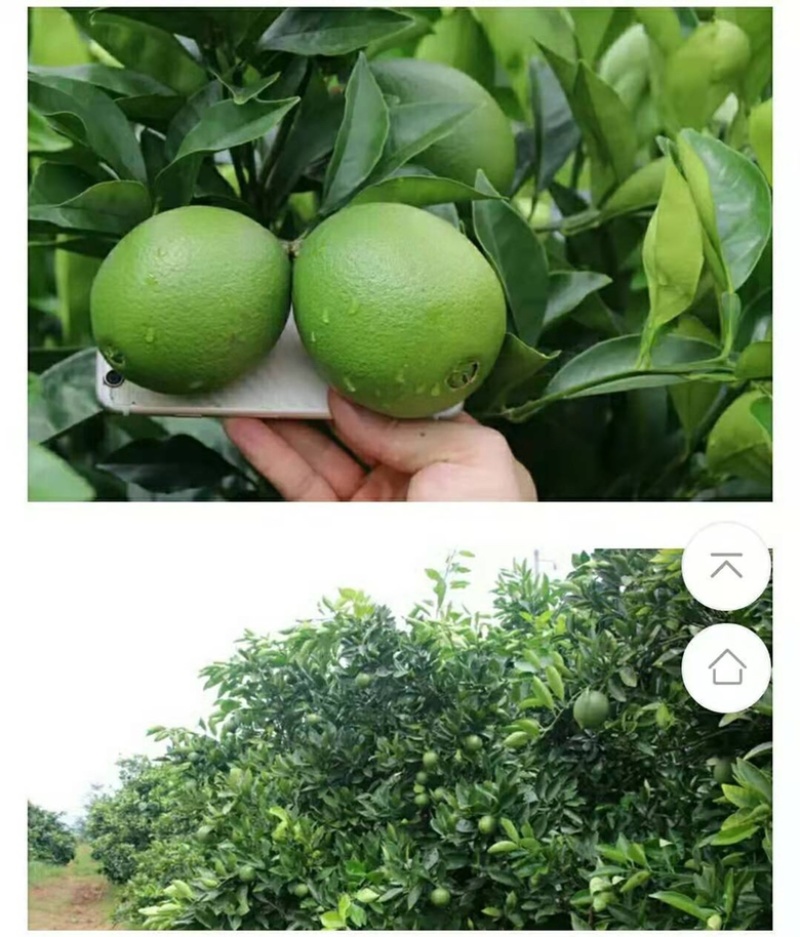 新品种蜜蜂橙树苗嫁接苗香蜜脐橙树苗当年结果苗