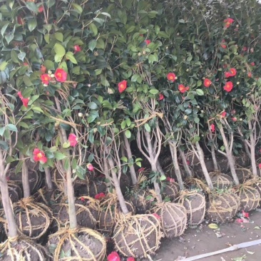 耐冬茶花树苗2/3/5/6/8公分价格山茶花香妃绿化苗