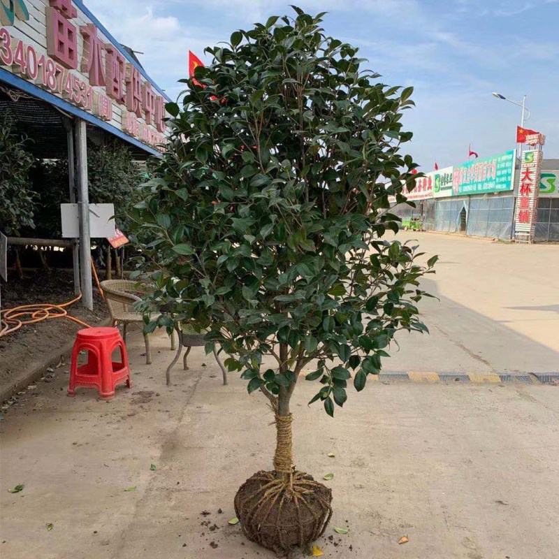 耐冬茶花树苗2/3/5/6/8公分价格山茶花香妃绿化苗