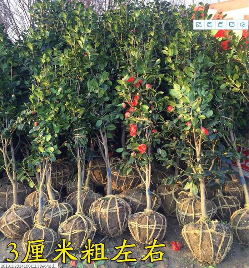 耐冬茶花树苗2/3/5/6/8公分价格山茶花香妃绿化苗